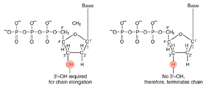 Normal Bases Versus Chain-terminating Bases.