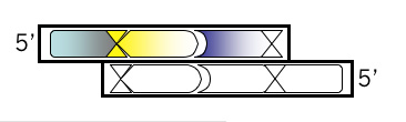 DNA Strand 3