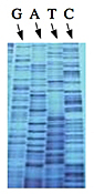 Set of three images. Left: chemical diagrams comparing normal base (3'-OH required for chain elongation) and chain-terminating base (No 3'-OH). Center: photo of a sequencing gel, showing the columns for G, A, T, and C. Right: An example of sequencing trace data.