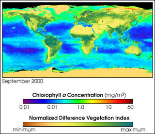 A colorized image of the globe indicating the amount and health of plants on land and phytoplankton in the ocean.