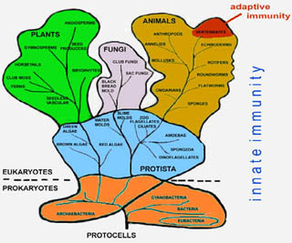 Figure showing the evolution of the immune system.