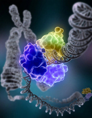 an illstration showing the enzyme DNA ligase roughly shaped like a semicircle, and a broken strand of DNA.