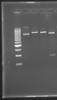 Lab Session 3: Example digestion gel.