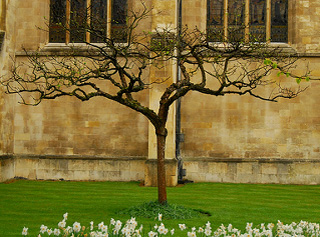 A photograph of an apple tree with some flowers around the base.