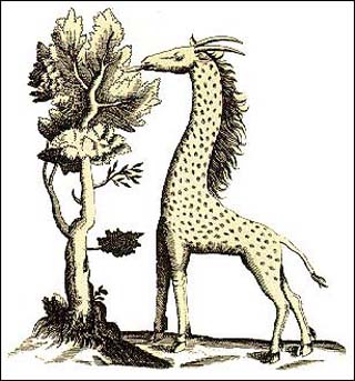 A cameleopard, also known as a giraffe.