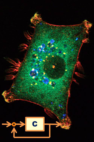 A photograph of a cell, colored by fluorescence.