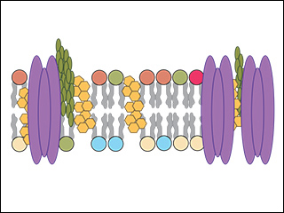 Colorful shapes representing cell structures.